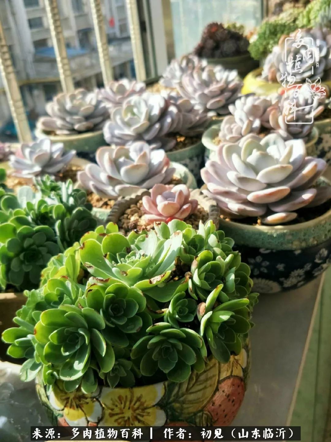 四季颜值在线的多肉,多肉的每一天