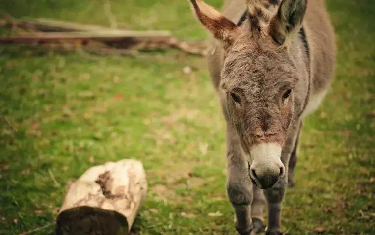 浼犺涓殑闃胯兌,閭d簺琚璇濈殑闃胯兌