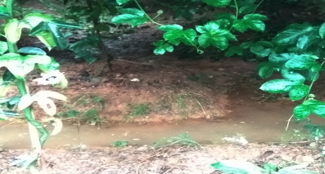 百香果褐腐病药,百香果的软腐病防治