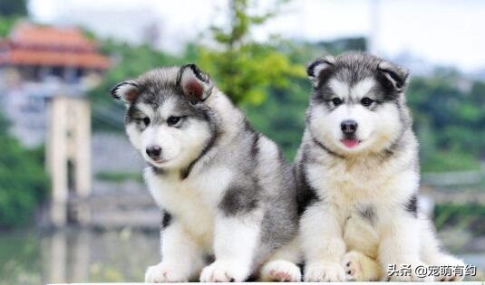 阿拉斯加雪橇犬智商排名,阿拉斯加犬智商高吗