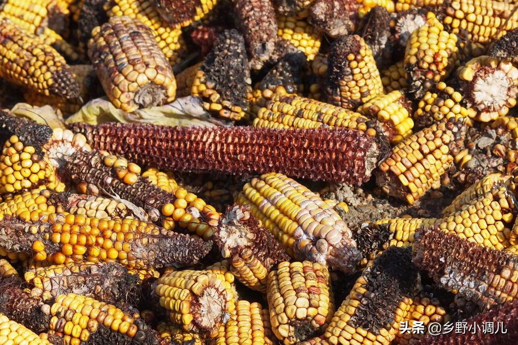 玉米喂鸡的窍门,玉米喂鸡绝招视频