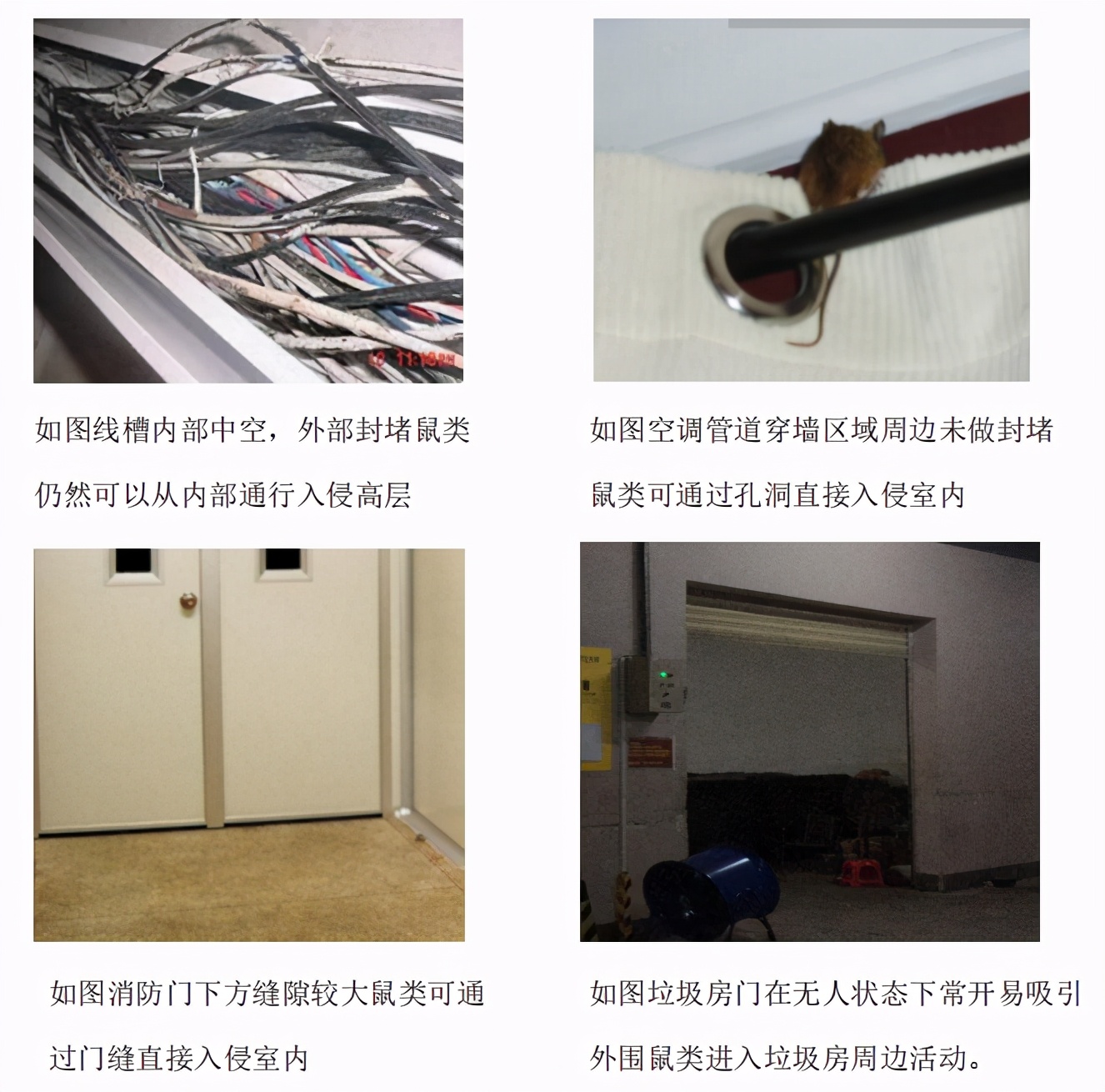 多只老鼠乱窜的视频,一大群老鼠在家里