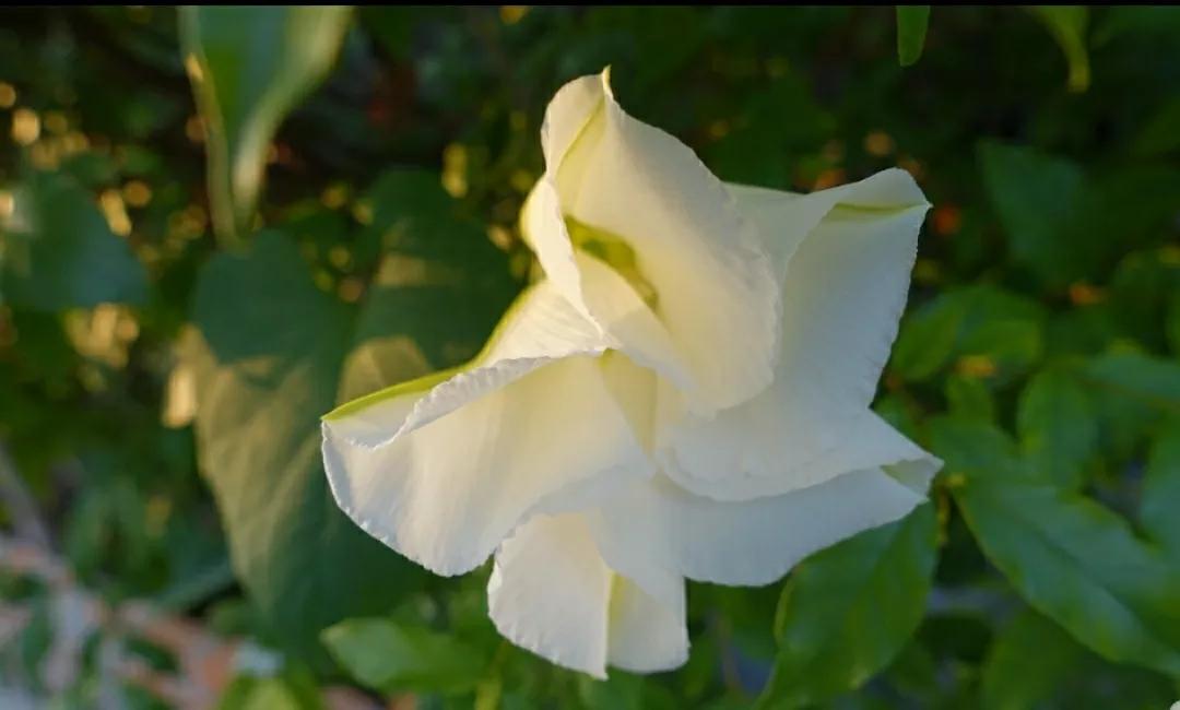 奇葩造型花：头上长草，心中有鬼，白月光。白天不开你非要晚上开