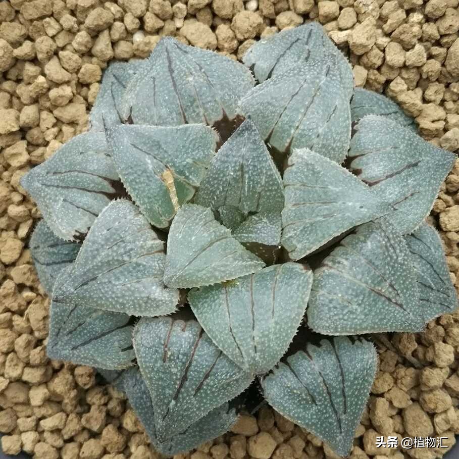 每日一花9977,每日一花单头多肉变多头