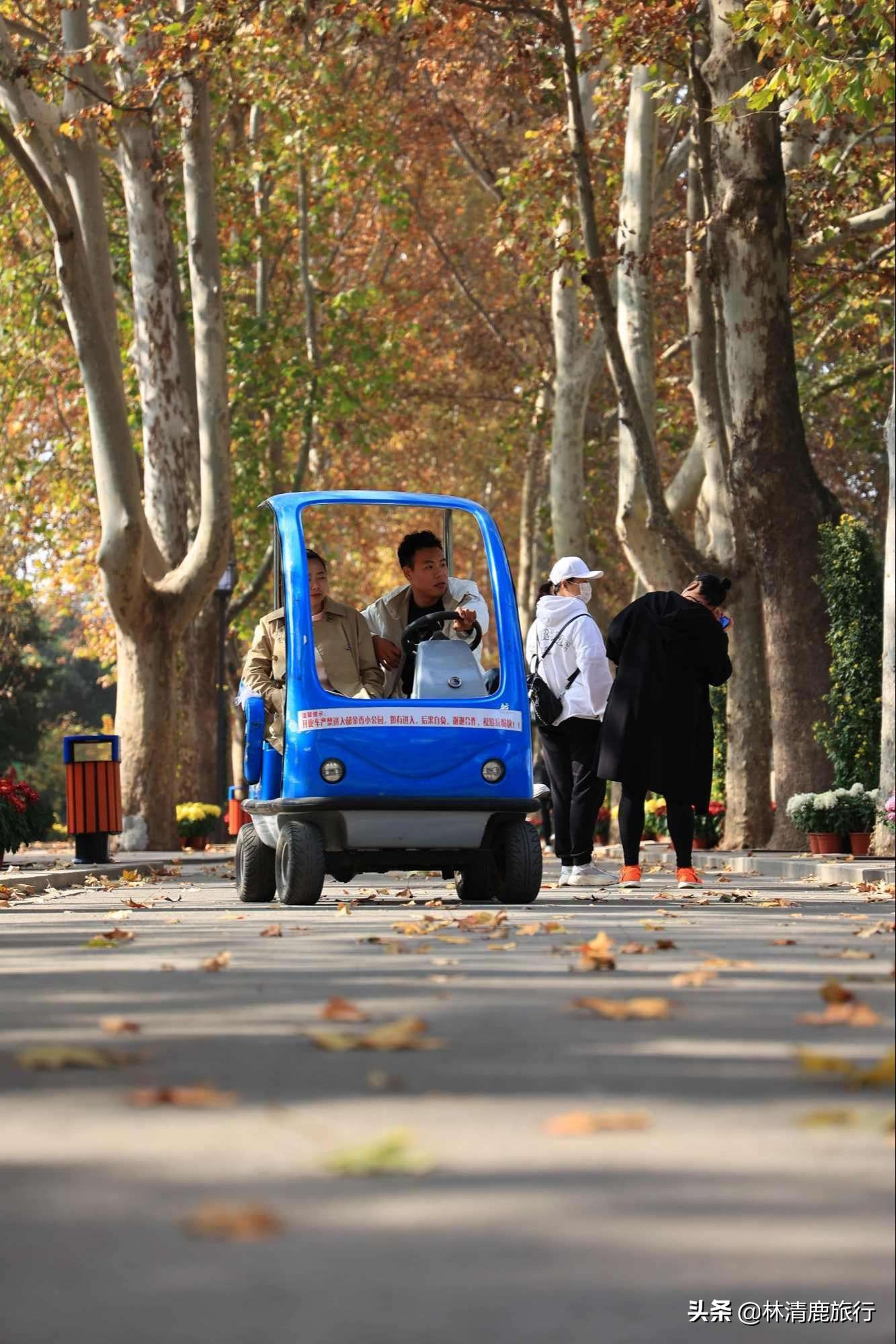 离郑州最近银杏园赏秋,郑州银杏惊艳了秋天