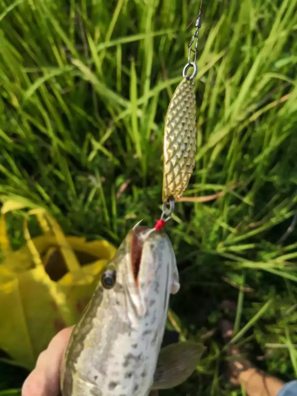 空钩钓上来鱼有什么寓意,路亚空钩上鱼