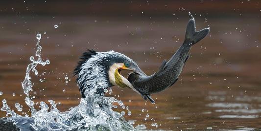 高空捉虫，水下捕鱼，还能看到紫外线，鸟类的眼睛里藏着什么秘密