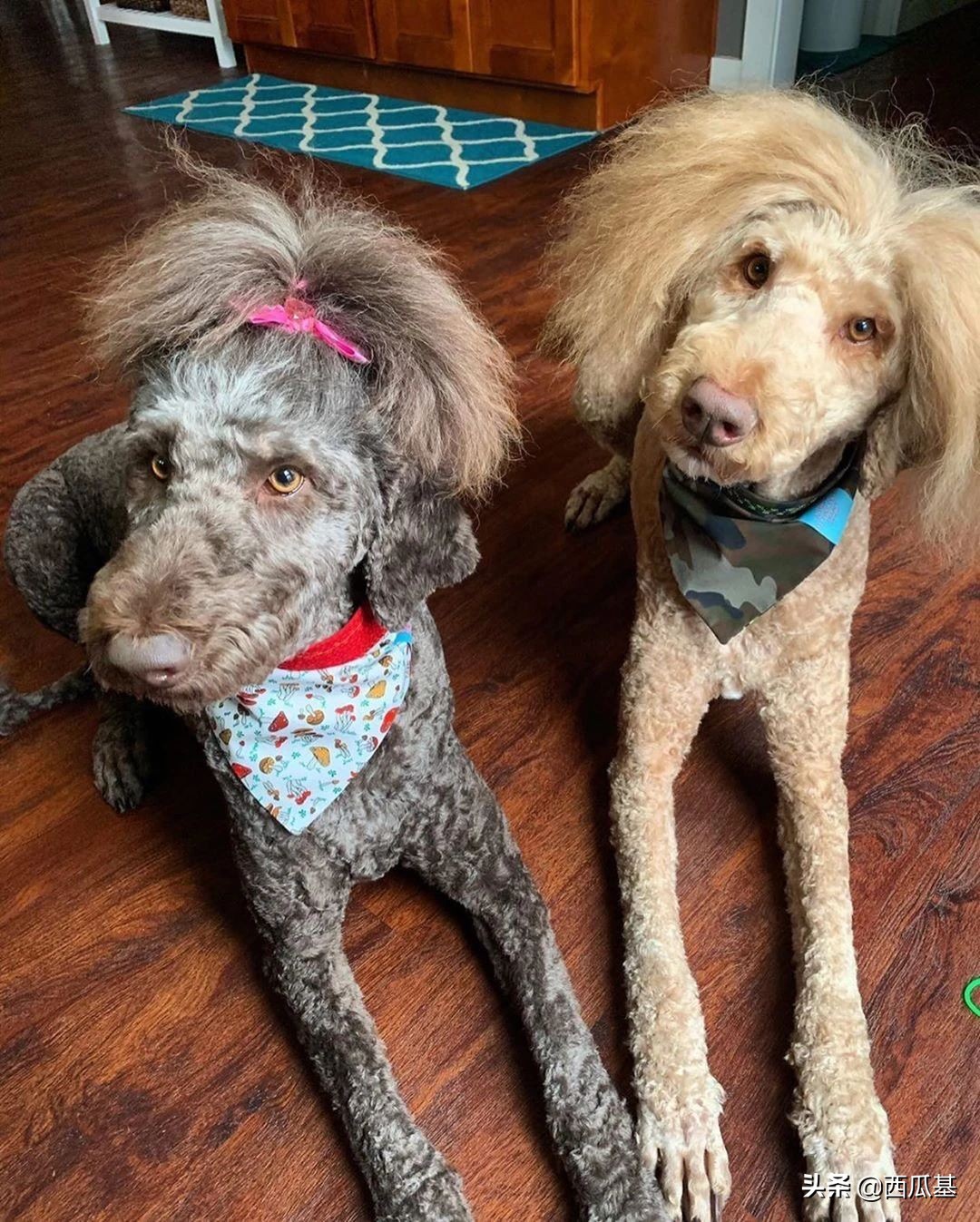 每天摸一只小狗小猫,每天摸一只小猫小狗