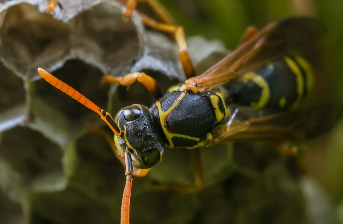 两个熊孩子被马蜂蜇,小学校园内惊现马蜂窝