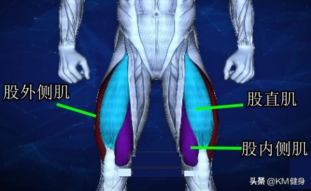 股四头肌：“我也不想这么凸出，谁让臀大肌和腘绳肌不争气呢！”