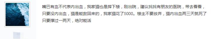 猫怎么做到高处摔不死,真相猫