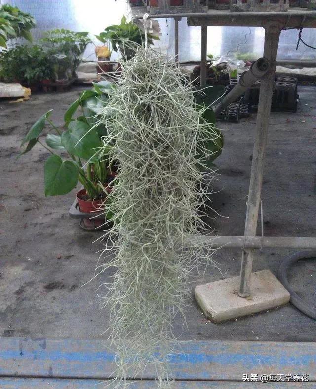 好养的瀑布藤蔓植物,像绿萝垂吊植物