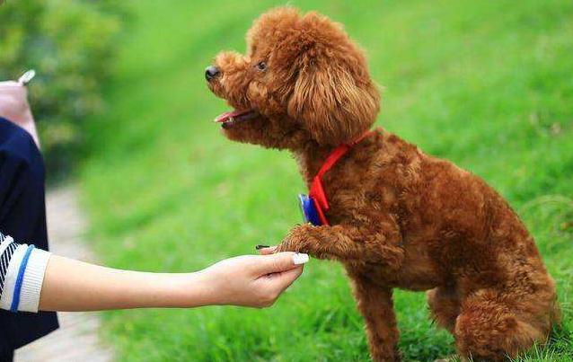 泰迪犬优点和缺点,巨型泰迪犬的缺点和优点