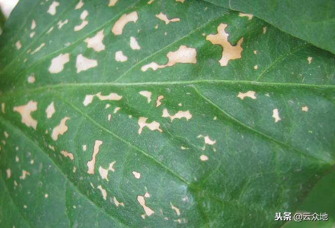 蔬菜发生药害时如何解决,大棚蔬菜药害补救方法