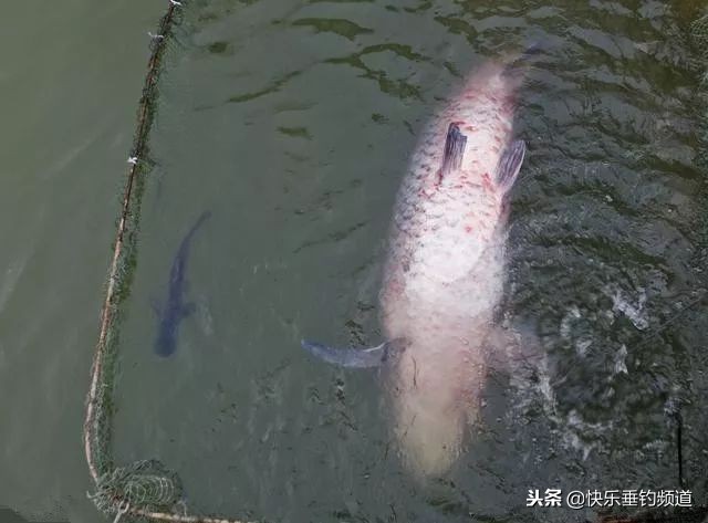 自然水域钓青鱼的最佳选位方法,野钓大青鱼最好的方法