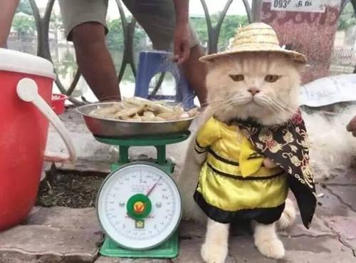 猫咪合照摆摊,猫咪摆摊图片