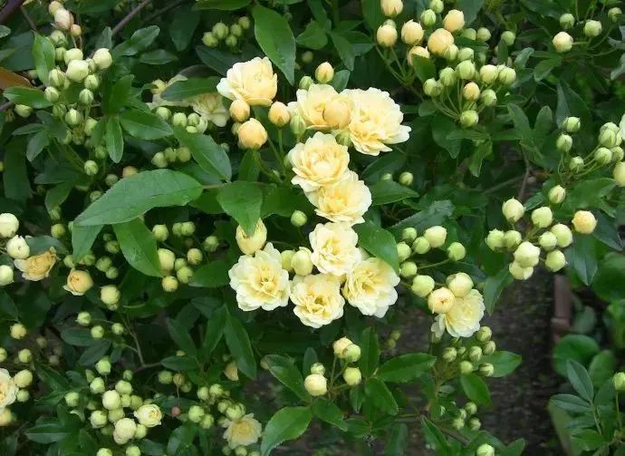 看到花的时候,不知是什么花?那就收下这份百花图谱