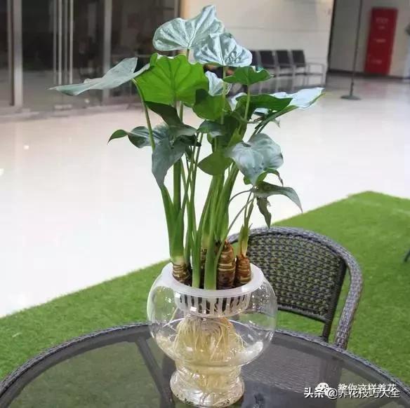 绿萝吊兰怎么去甲醛,这4种花比吊兰绿萝好养