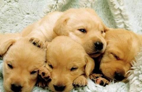 阿里、京东都在卖活体猫和狗，宣称质量保证、血统纯正，敢买吗？