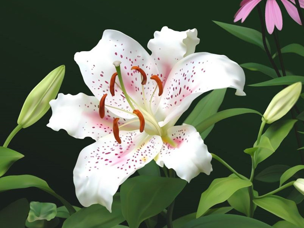 百合常见病害防治措施,百合病害图普及防治方法