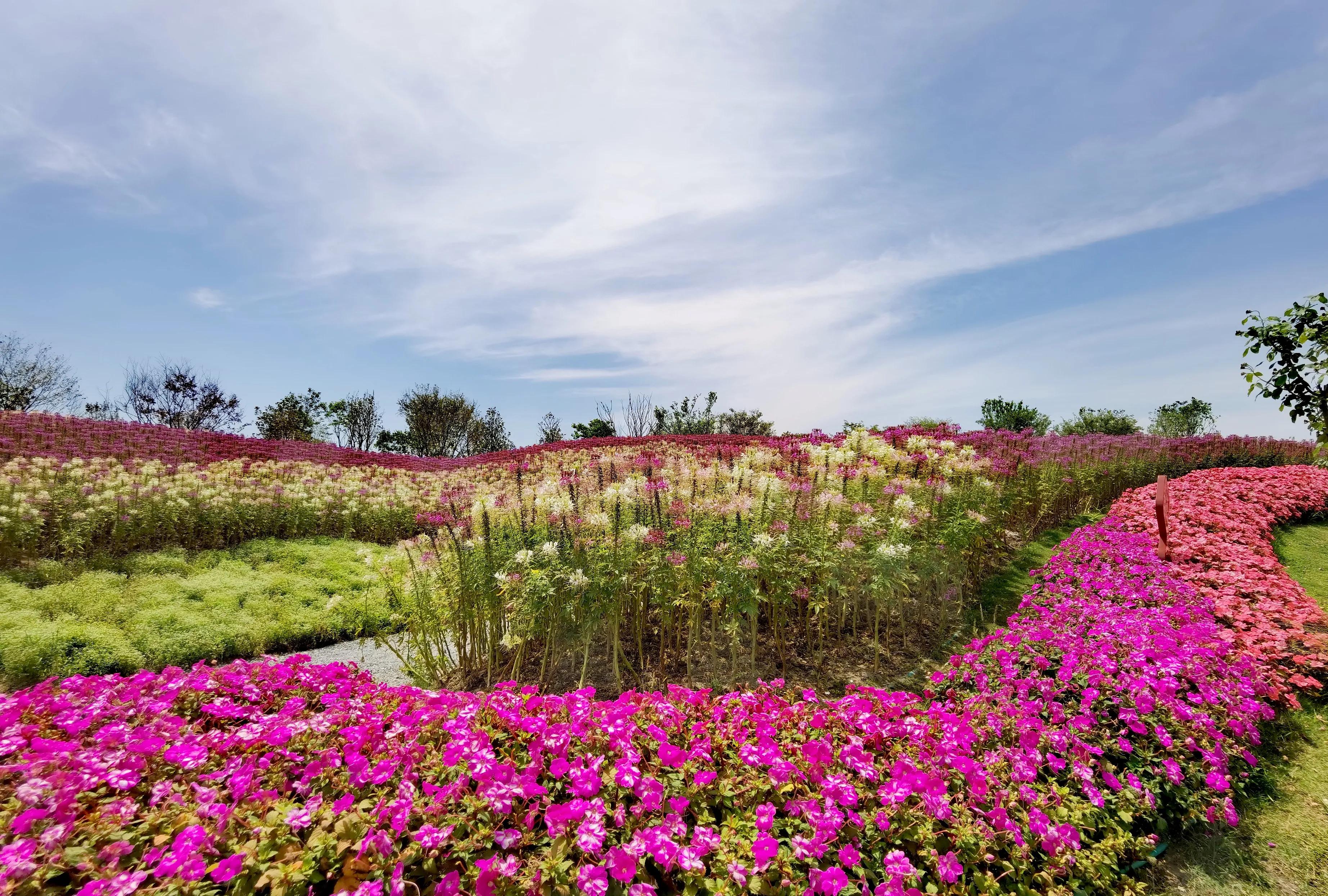 关于崇明花博会,崇明花博会全程花景