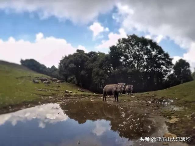 流浪云南|黑河老坡，我与驴子们的一见如故