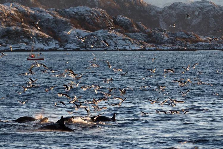 鎸▉娴疯竟灏忓矝,鎸▉灏忓矝涔嬫梾