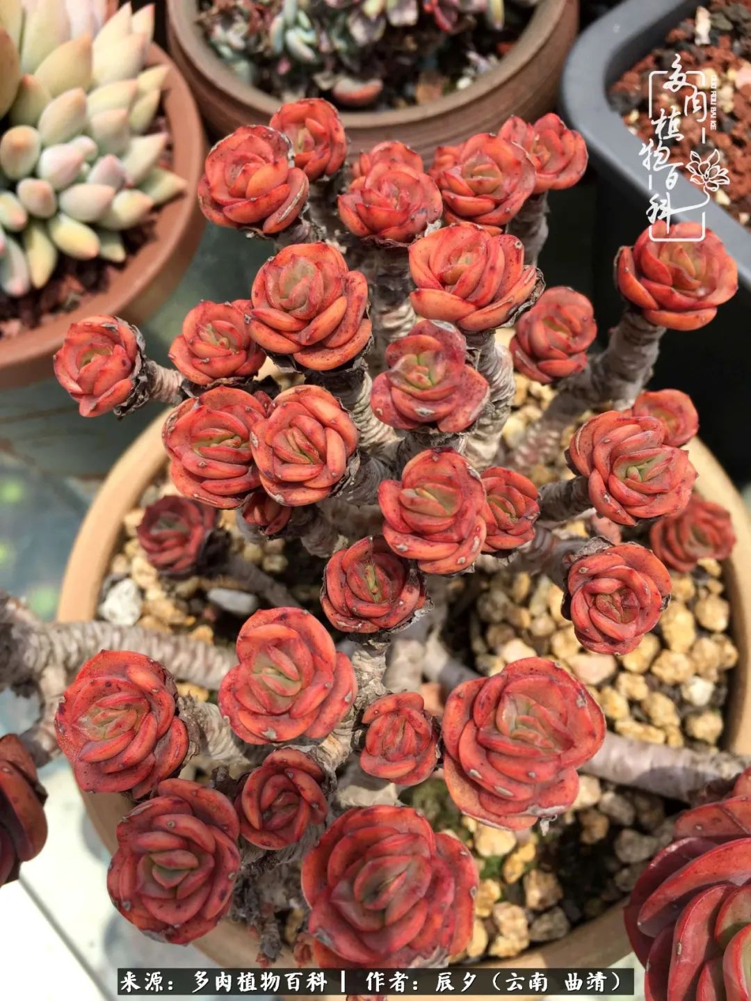 缂辩换鏃栨棊钁宠暏鐢熼,缂辩换鏃栨棊钁宠暏鐢熼鍑哄