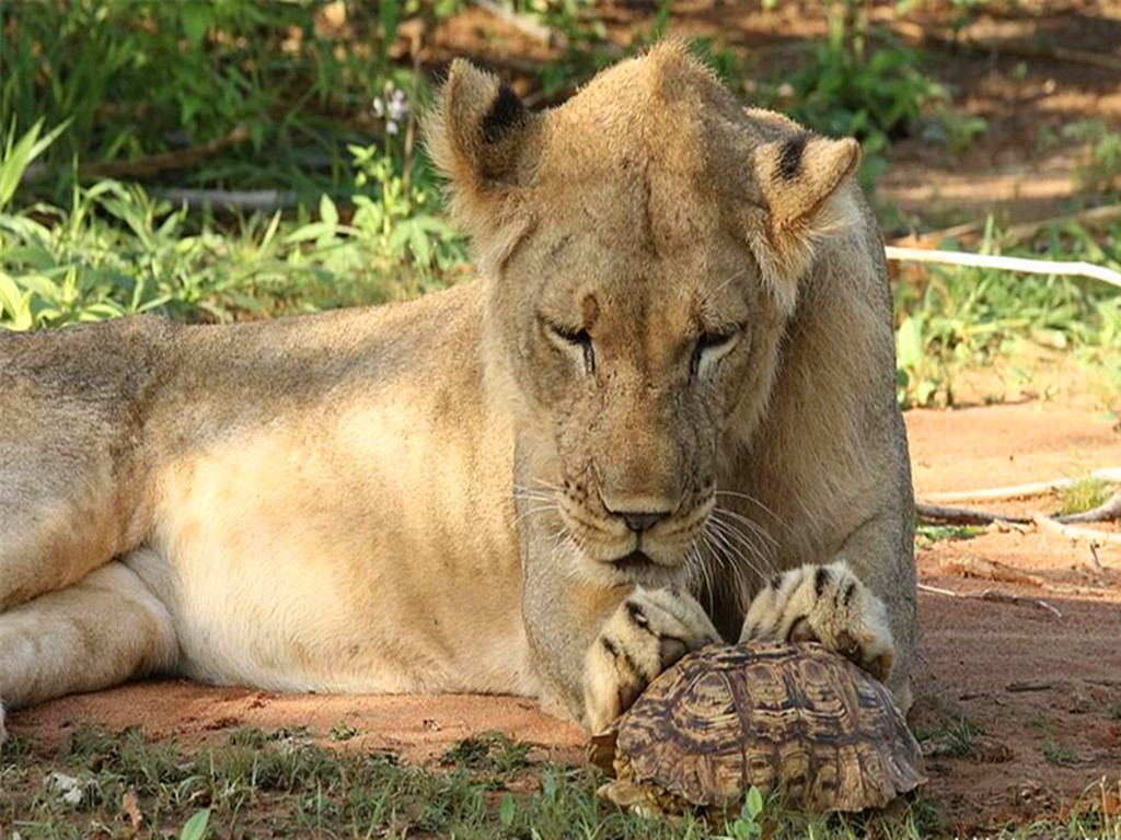 乌龟被挖出来,乌龟被剥了壳的样子