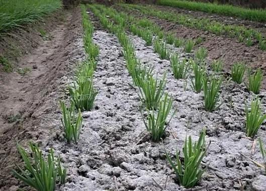 草木灰对猪场有何妙用,草木灰在猪场功效和作用