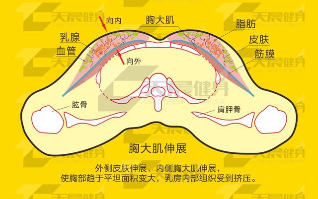 排除下垂教你挺胸塑形法,胸部下垂吃什么才能挺胸