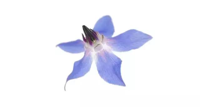 摆盘装饰花草叫什么名字,厨房摆盘装饰花草名称