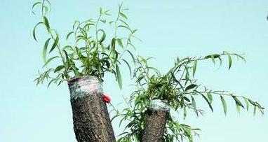 为了替你出气，我们给讨厌的杨柳絮来个“以暴制暴”