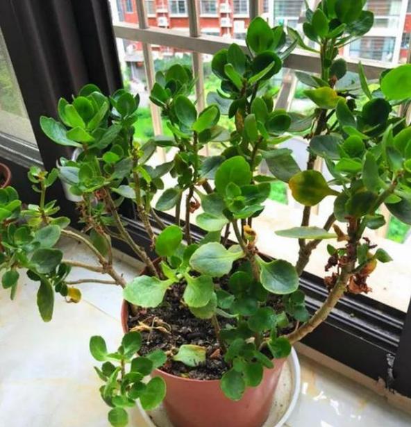 猪骨煮水能浇花吗,熬汤的大骨别扔