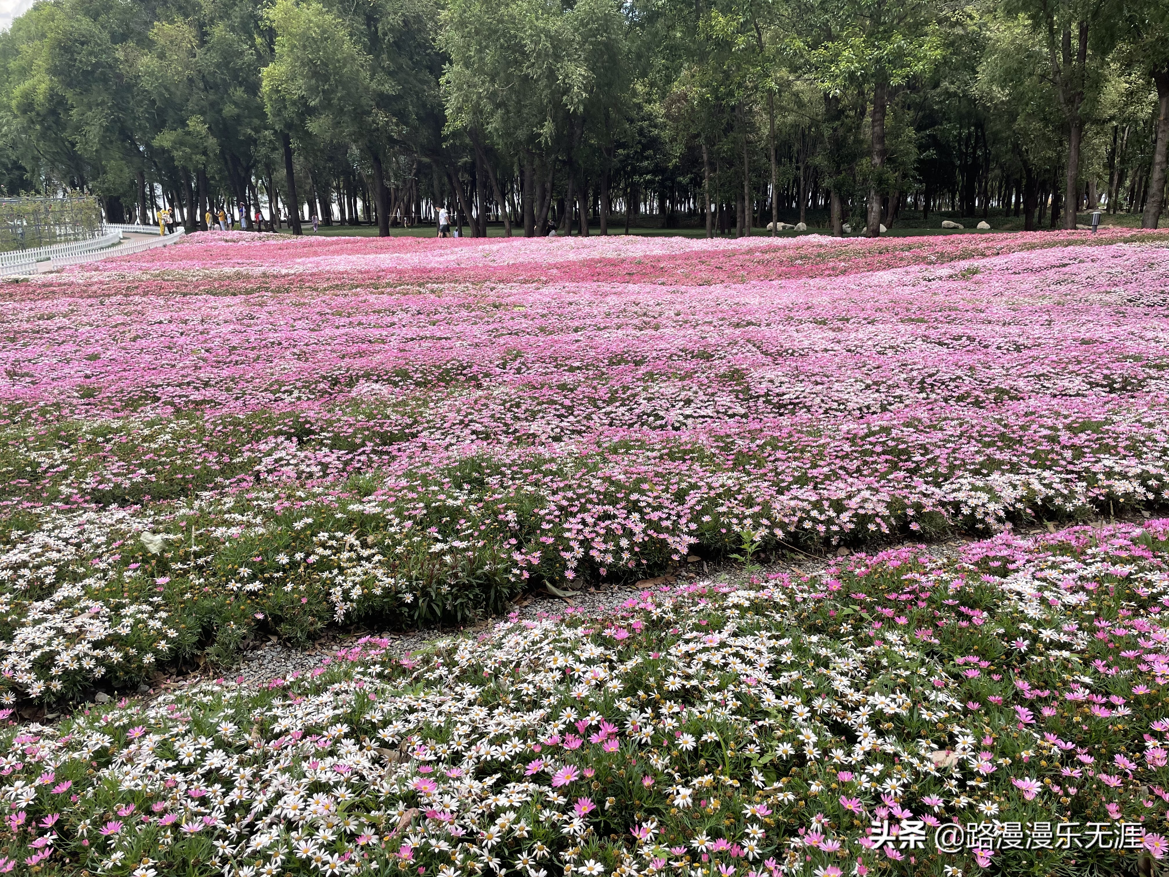 大理洱海8个打卡地,大理洱海畔旅游攻略