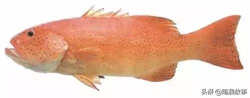 潮汕海鲜大全带图片,十大最好海鲜鱼