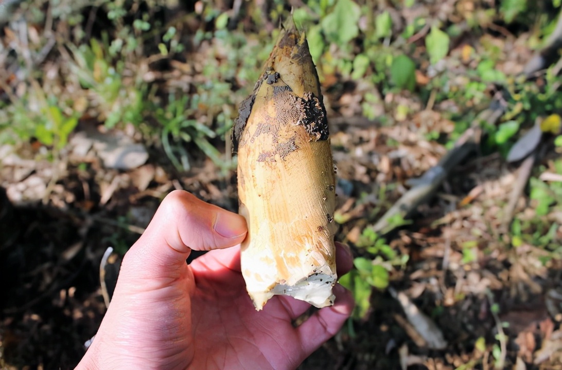 冬笋长在地下很难找,冬笋一斤能吃的有多少