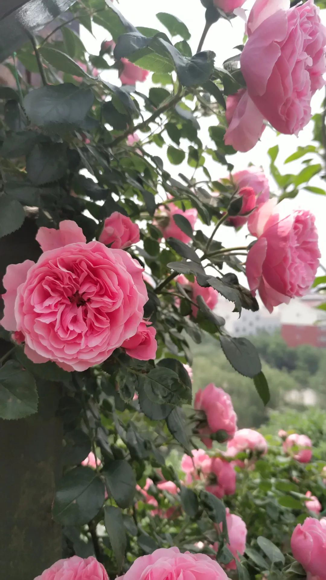 一棵粉达，撑起一座花园的一个春天