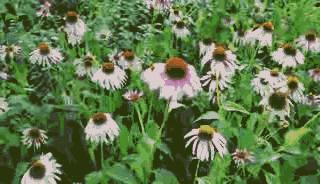 庐阳老城内藏着一处最大的综合性森林公园，人少景美，关键还免费