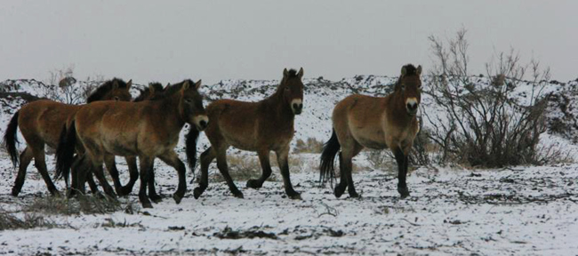 中国体型高大的马种在哪里,世界现存的唯一野生马种
