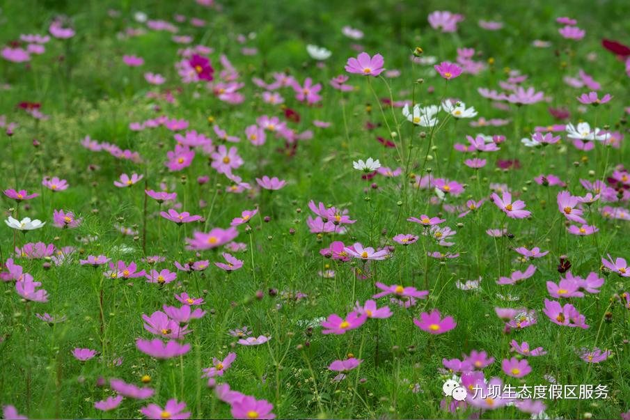 格桑花海古风视频,九坝格桑花图片