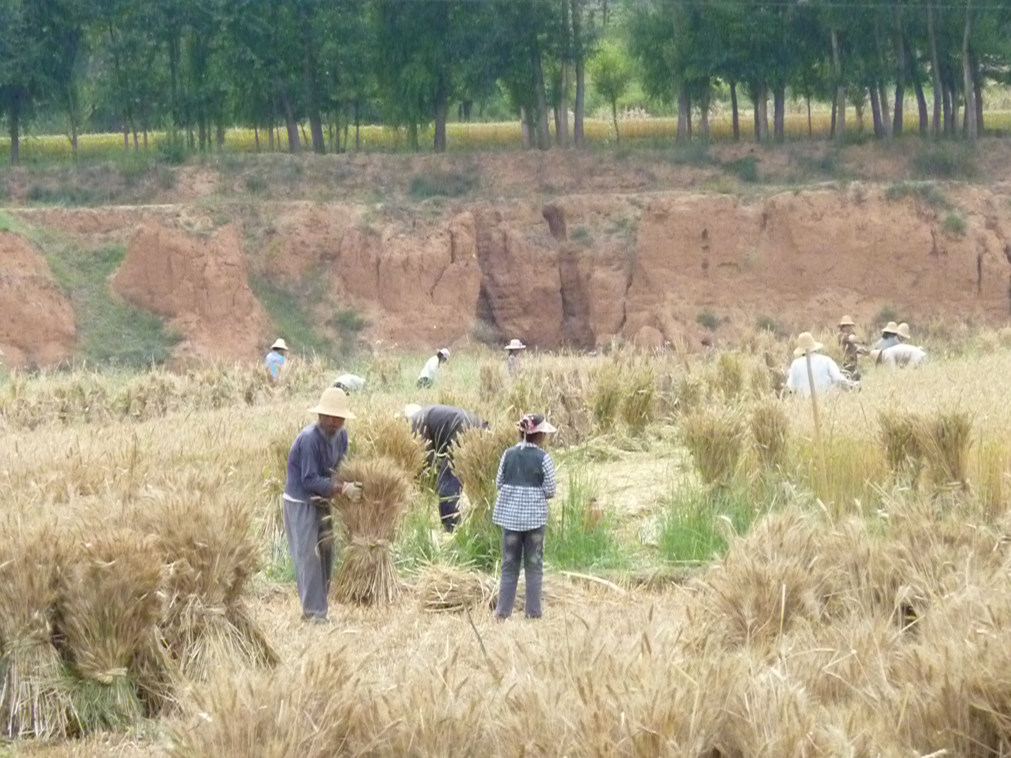 小麦收购中储粮,小麦托市收购点