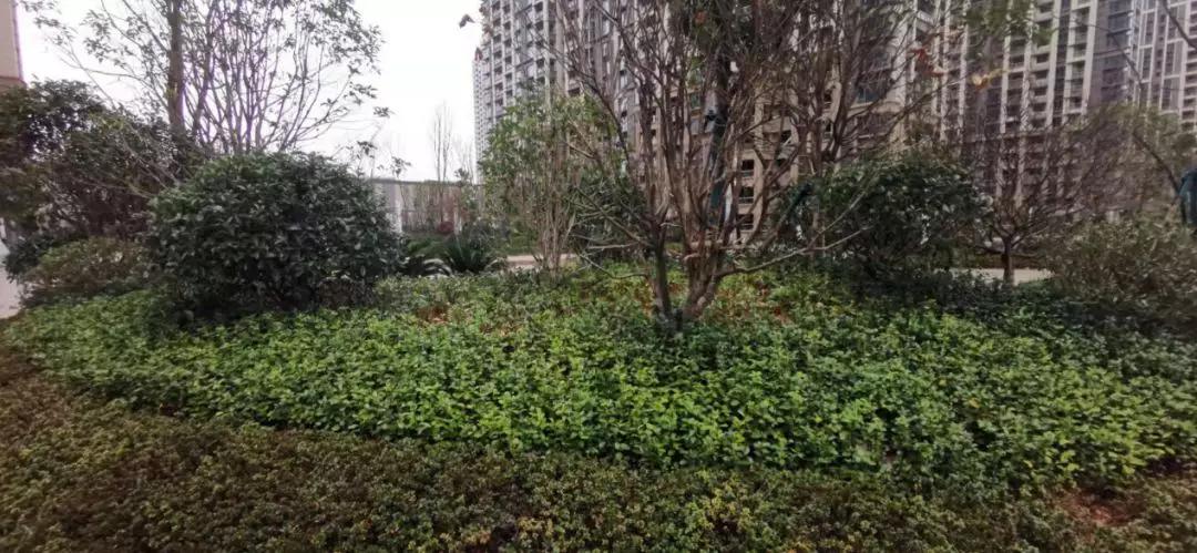 万达滨江城房子值得买吗,九龙湖万达茂学区房