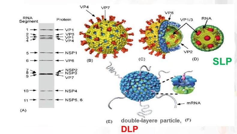 秋季腹泻的4个预防方法,秋季腹泻期间宝宝饮食注意什么