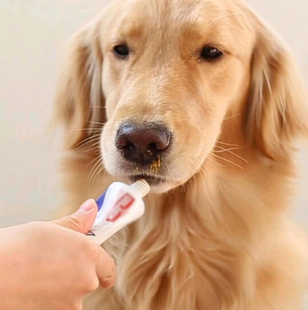 狗狗多大穿营养膏,狗狗营养膏开封几个月还能吃吗