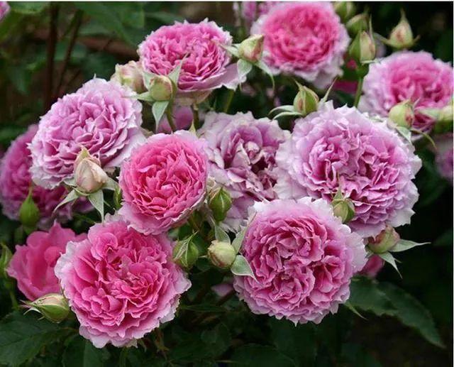 月季图鉴哪本书好,淘宝上最好养的月季品种