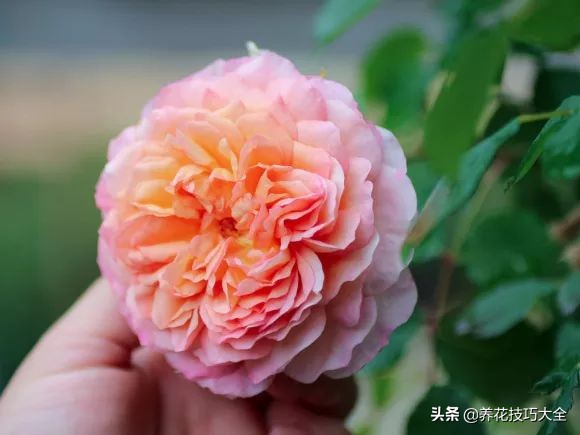 四季开花的月季又香又好养有几种,最漂亮10种盆栽月季