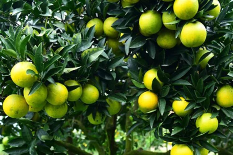 哪个地方出产的橙子最好吃,现在哪里的橙子最好吃