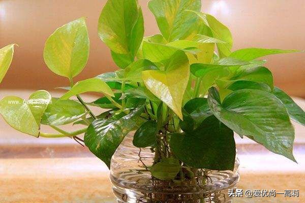 懒人必备小房间,懒人必备小宠物