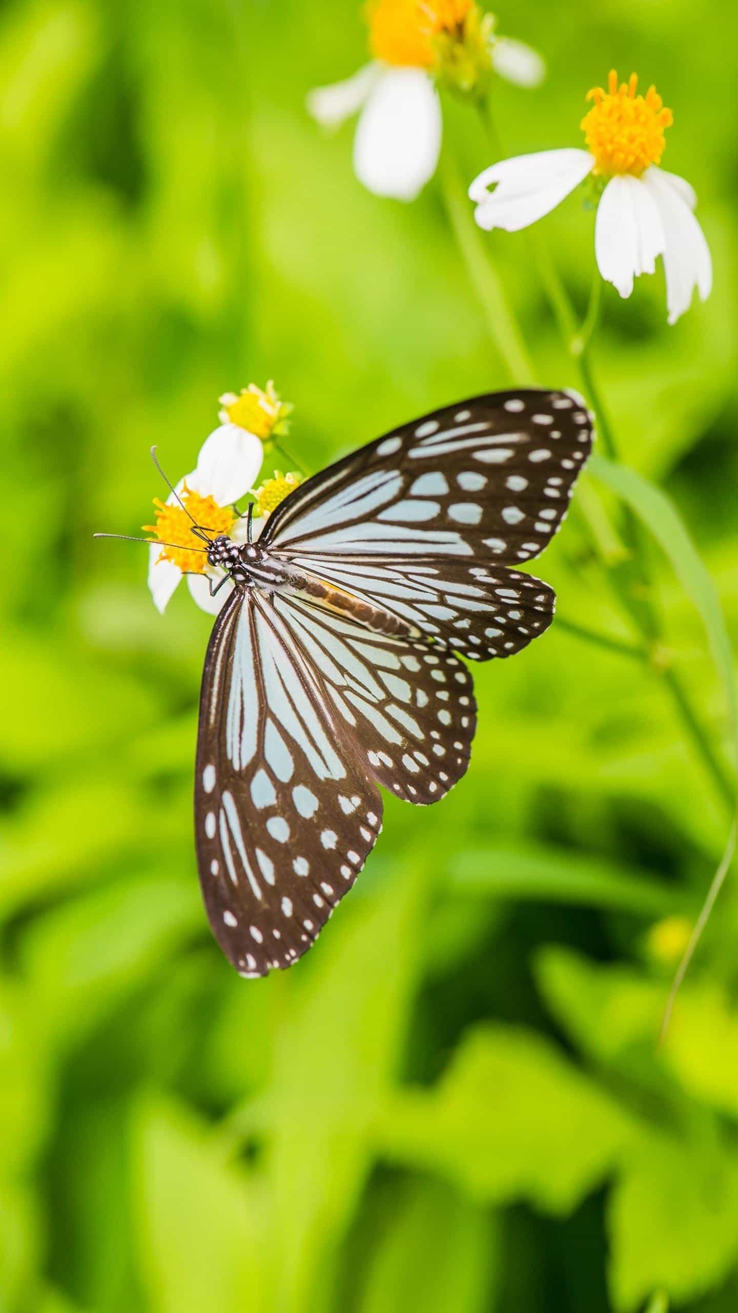 如何进行作文教学小学,如何有效进行小学作文教学